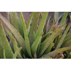 Aloe vera Medicina Aloe, Savila Or الألوة فيرا