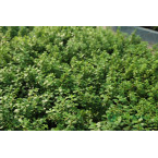 Portulacaria afra (Elephant Bush)