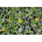Wedelia trilobata (Creeping Daisy or Rabbit’s Paw)