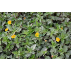 Wedelia trilobata (Creeping Daisy or Rabbit’s Paw)