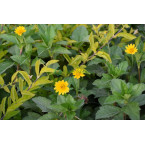 Wedelia trilobata (Creeping Daisy or Rabbit’s Paw)