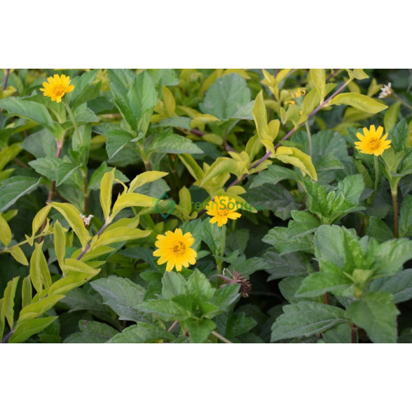 Wedelia Trilobata (creeping Daisy Or Rabbit’s ..