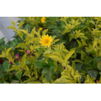 Wedelia trilobata (Creeping Daisy or Rabbit’s Paw)