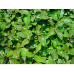 Alternanthera Red “Red Sessile Joyweed”