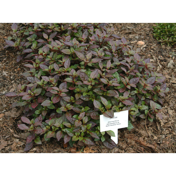 Alternanthera Red “red Sessile Joyweed”