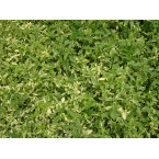 Alternanthera ficoidea ‘Gold’