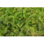 Asparagus sprengeri, Emerald feather or Emerald fern “Sprenger’s asparagus”