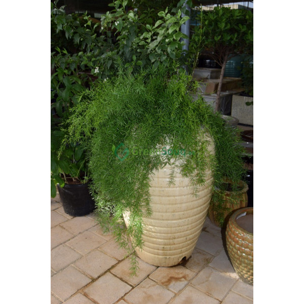 Asparagus Sprengeri, Emerald Feather Or Emerald ..