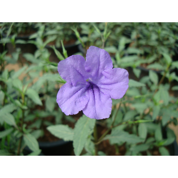 Ruellia Ciliosa Or Wild Petunia