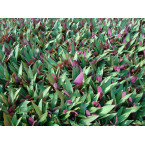 Rhoeo discolor or Moses-in-the-cradle