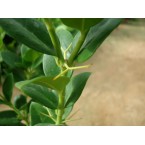Carissa grandiflora ‘Prostrata’ (Natal Plum)
