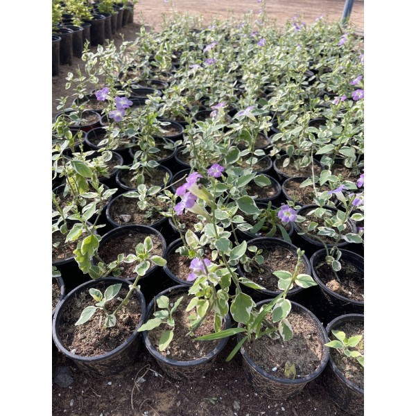 Asystasia gangetica “Chinese Violet” 10-15cm
