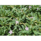Sesuvium portulacastrum or Shoreline seapurslane