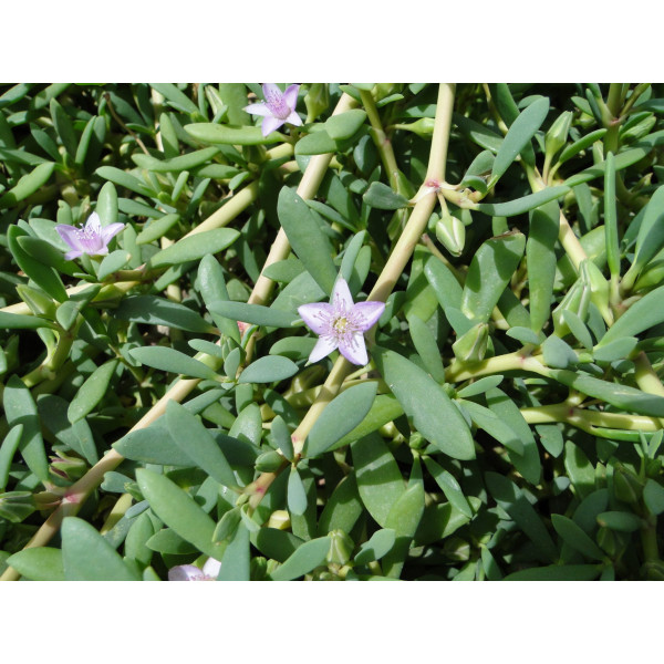 Sesuvium Portulacastrum Or Shoreline Seapurslane