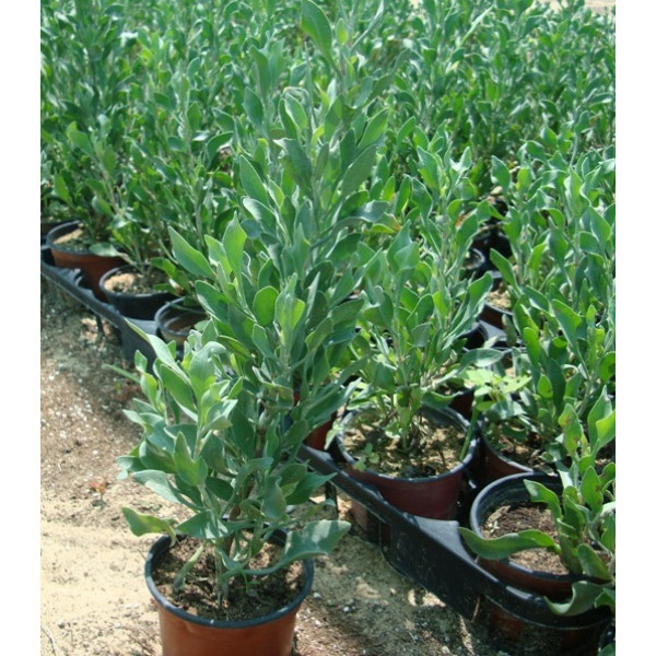 Atriplex semibaccata ” Berry SaltBush”