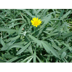 Gazania uniflora or Treasure Flower