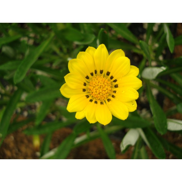Gazania uniflora or Treasure Flower
