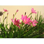 Zephyranthes grandiflora ” zephyr lily”