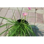 Zephyranthes grandiflora ” zephyr lily”