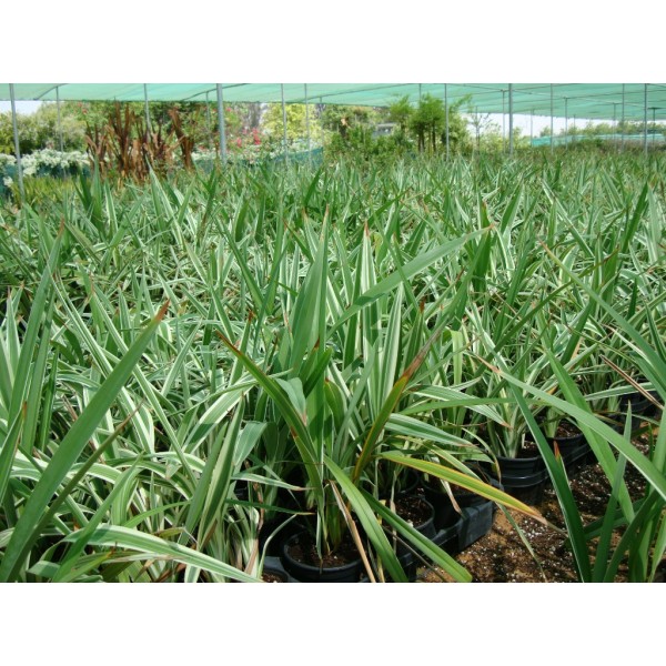 Dianella tasmanica “Variegata” or Tasman Flax-lily 25 – 35cm