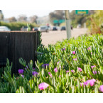 Carpobrotus edulis or Ice Plant 10 -15cm