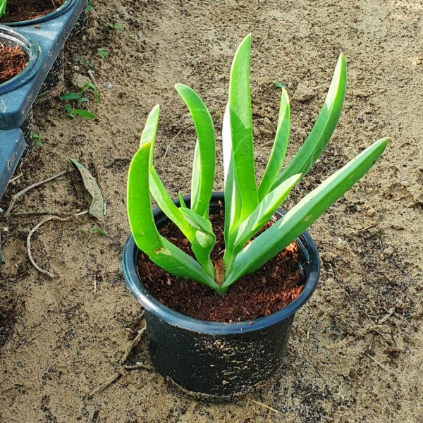 Carpobrotus edulis or Ice Plant 10 -15cm