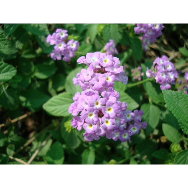 Lantana montevidensis Purple “Trailing lantana”