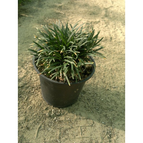 Ophiopogon japonicus “Dwarf lilyturf”