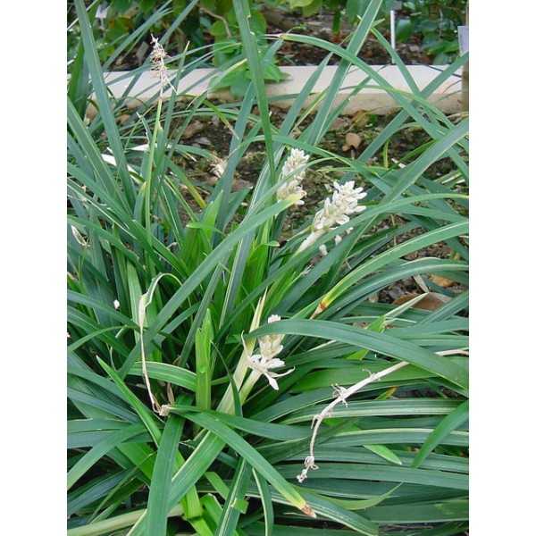 Ophiopogon jaburan “Dwarf lilyturf”