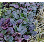 Ajuga reptans “Bugleherb”