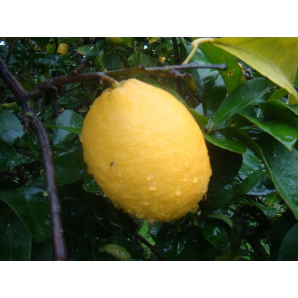 Citrus Lemon or Lemon Tree 1.5m ليمون
