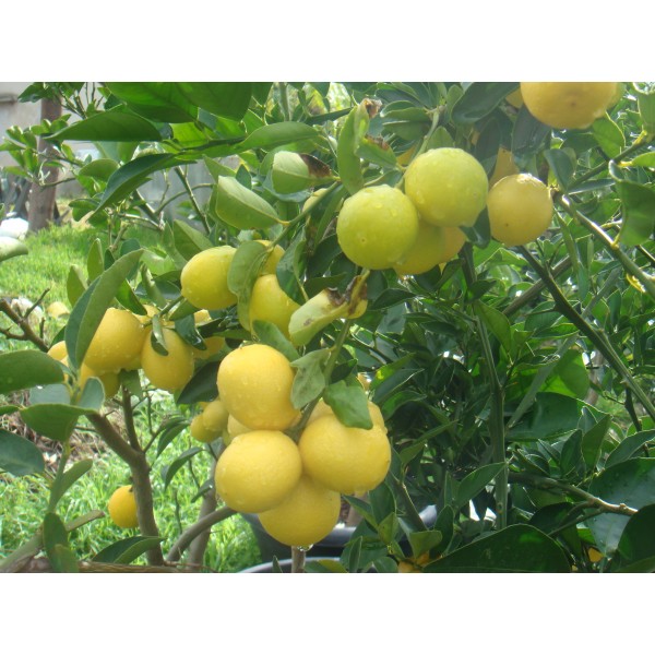 Lime ‘Binzaheer’