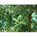 Olea europea or Olive Tree شجرة زيتون