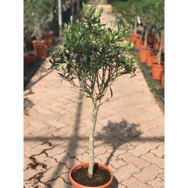 Olea Europea Or Olive Tree شجرة زيتون