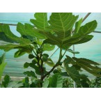 Ficus carica “Fig Tree” شجرة التين