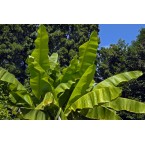 Musa paradisiaca Or Banana Tree شجرة الموز