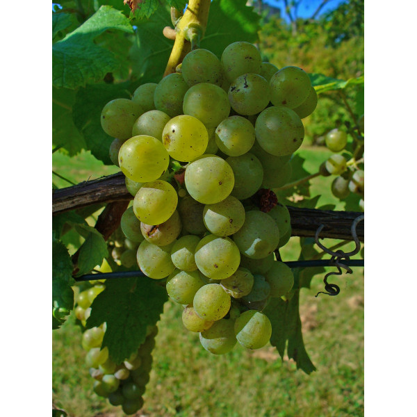 Vitis Vinifera Or Grapes Vine العنب فاي�..