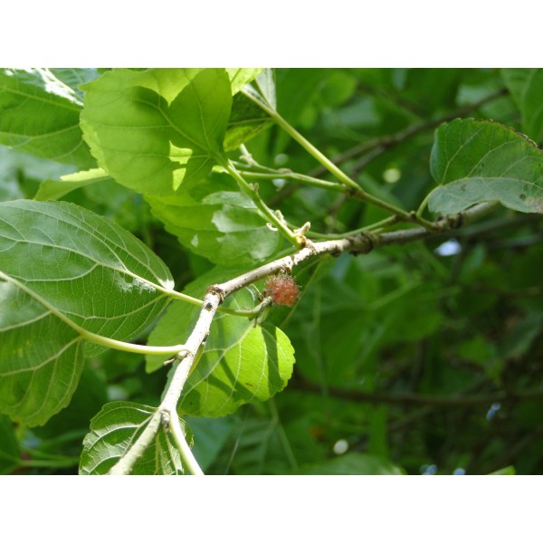 Morus alba Or Mulberry Tree توت
