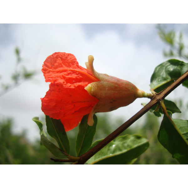 Punica granatum Or Pomegranate Tree شجرة الرمان