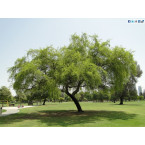 Ziziphus Spina Christi or Sidr Tree