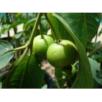 Psidium guajava Or Guava Tree شجرة الجوافة