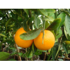 Citrus orange or Orange Tree