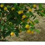 Citrus mitis or Chinese oranges