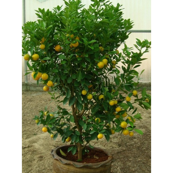 Citrus mitis or Chinese oranges