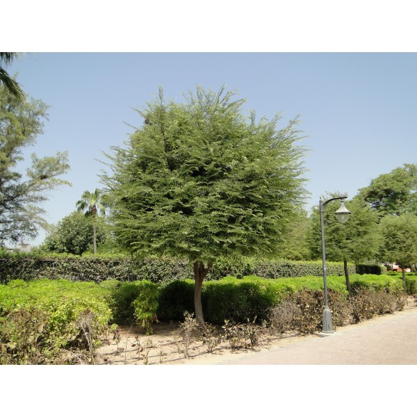 Tamarindus indica or Tamarind Tree شجرة التمر الهندي
