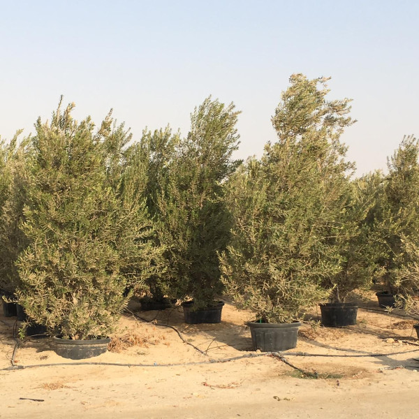 Olea europea or Olive Tree “Conical Shape” 2.5-3.0m