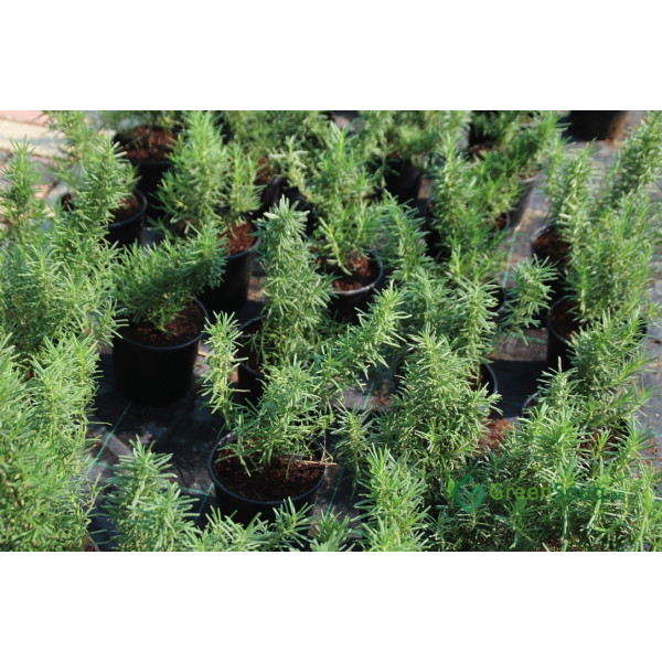 Rosmarinus officialis or Rosemary Herb