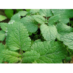 Mint Plant or Mentha