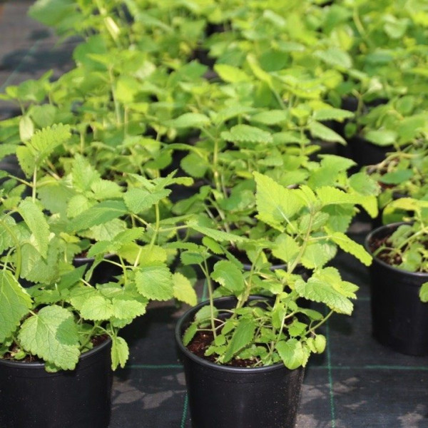 Mint Plant or Mentha