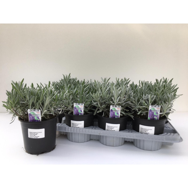 Lavender Herb (Full to Partial Shade)